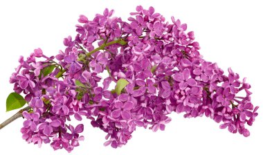 Beyaz bir arka plan üzerinde izole tek yakın çekim büyük dalıdır Mor Lila.