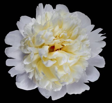 en iyi tek beyaz şakayık Bud siyah arka plan üzerine izole yaprakları kremsi beyaz ve açık sarı süt krem rengi yakın çekim ile görüntünün