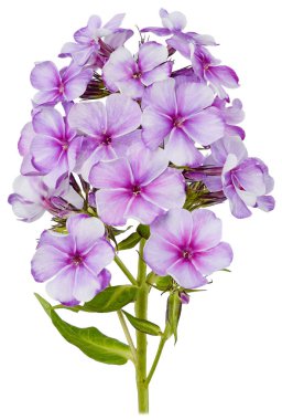 Yaz Phlox çiçek Bud bir şube lila mor kırmızı kapatmak - yukarıya izole üzerinde beyaz arka plan görüntü