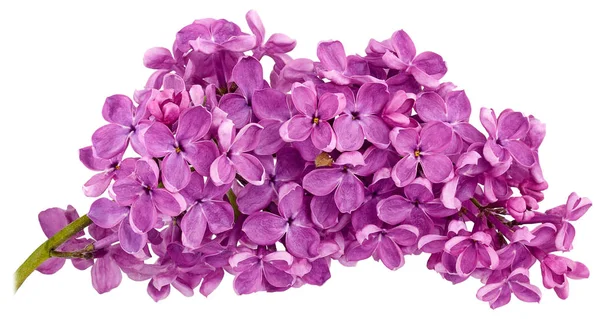 Large Purple Lilac Branch Only Close Isolated White Background — Stock Photo, Image