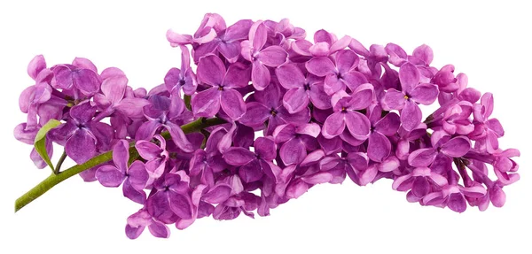 Purple Lilac Branch Only Close Isolated White Background — Stock Photo, Image