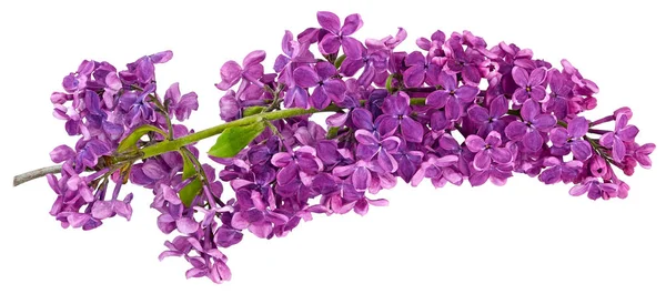 Long Branch Purple Lilac Only Close Isolated White Background — Stock Photo, Image