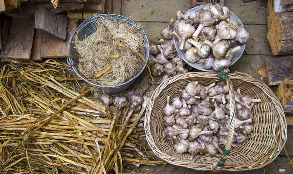 Ernte Trocknung Und Verarbeitung Von Knoblauch Holz Auf Dem Grünen — Stockfoto