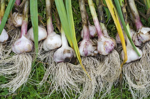 Image Harvested Vegetable Stem Root Garlic Large Quantity Try Fresh — Stock Photo, Image