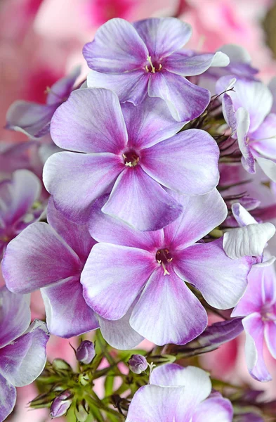 Изображение Цветка Буш Флокс Бутон Розово Красный Фиолетовый Саду Летом — стоковое фото