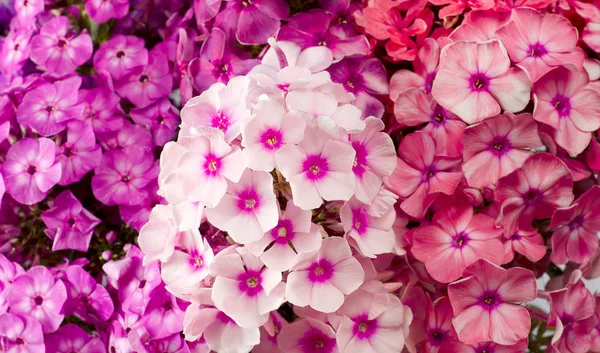 Изображение Цветка Буш Флокс Бутон Розово Красный Лиловый Фиолетовый Саду — стоковое фото
