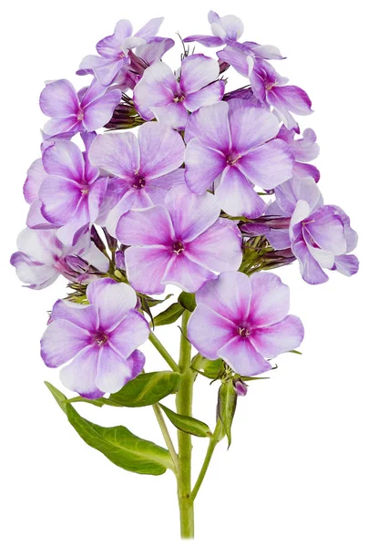 Imagen Del Verano Flor Phlox Bud Una Rama Lila Púrpura — Foto de Stock