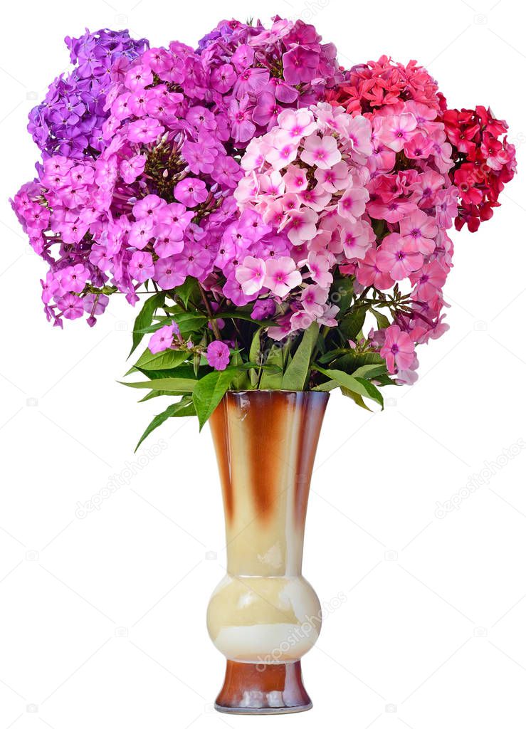 image of still life in the form of a gift of festive flower bouquet Phlox pink red lilac purple closeup in a ceramic vase isolated on a white background