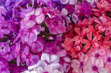 İkebana Phlox kırmızı, mor, pembe yakın çekim çok renkli yaprakları üzerinden oluşturulan buket halıdan bir parçası.