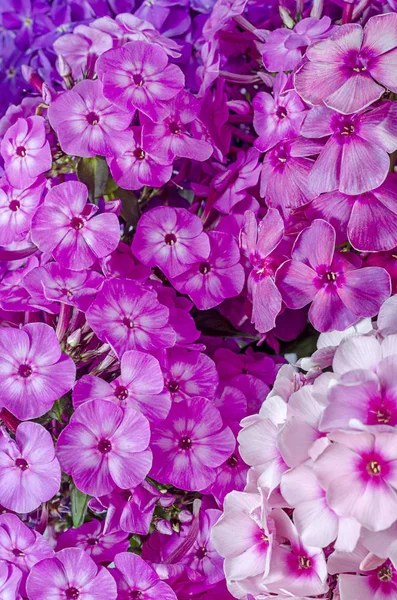 Fragmento Del Ramo Creado Ikebana Pétalos Multicolores Phlox Rojo Púrpura — Foto de Stock