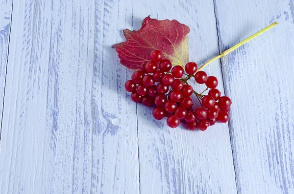 Bir fırça bir Rowan kırmızı meyve ile mor renk ahşap bir masa üzerinde yatıyor.