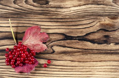 guelder-gül demet duvar kağıdı masaüstü