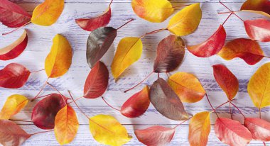 siyah chokeberry yaprakları