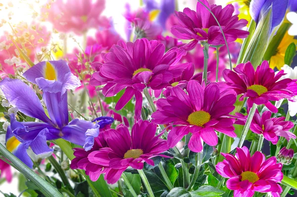 Chrysanthèmes rouges iris violet — Photo