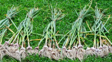 sarımsak, birkaç sap demet