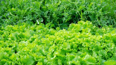 arugula salatası güneş