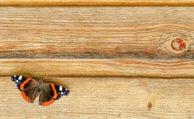 Amiral kelebek ahşap arka plan