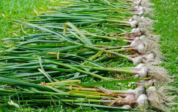 Fila de tallos de ajo manojo — Foto de Stock