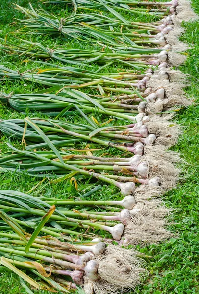 Garlic many stems bunch — Stock Photo, Image