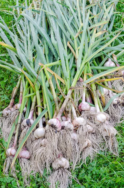 Tulpini de usturoi din iarba buchet — Fotografie, imagine de stoc