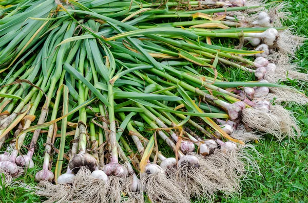 Garlic in a semicircle stems bundle — Stock Photo, Image