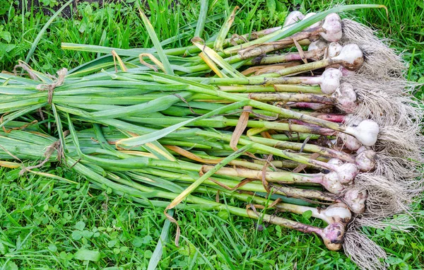 Garlic stems two bundles — Stock Photo, Image