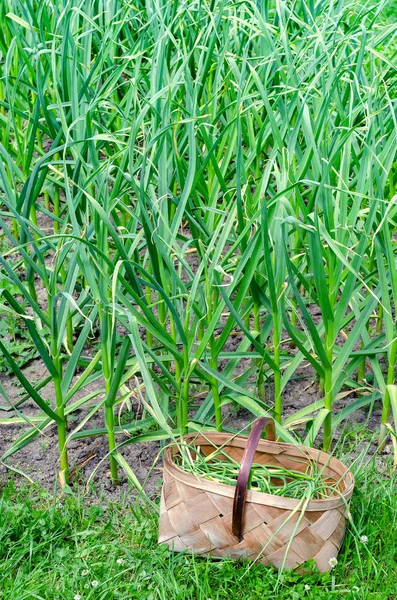 Korb Knoblauch Gemüsegarten — Stockfoto