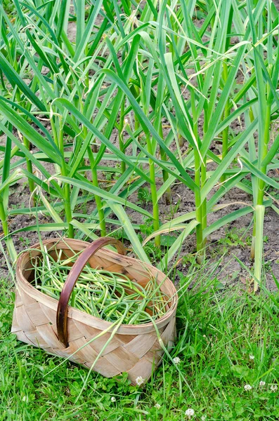 Cesta jardim vegetal setas de alho — Fotografia de Stock