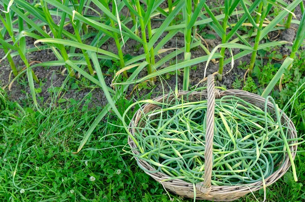 Korb geflochtenen Knoblauch oben — Stockfoto