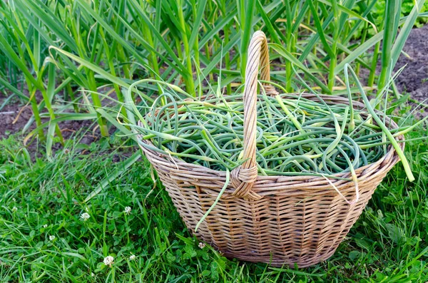 Korb geflochtenen Knoblauch auf der Seite — Stockfoto