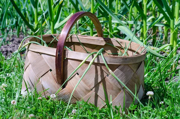 Panier d'ail près des flèches — Photo