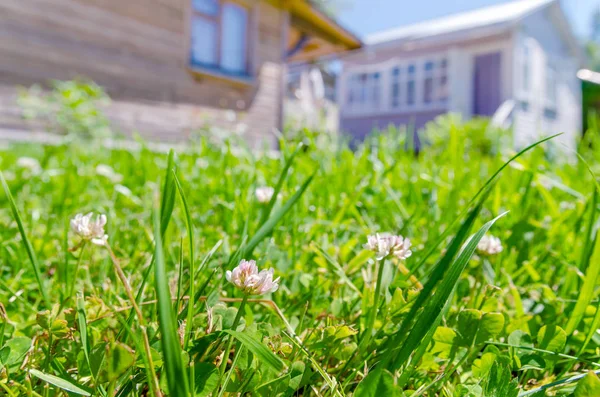 Trébol hierba casa fondo — Foto de Stock