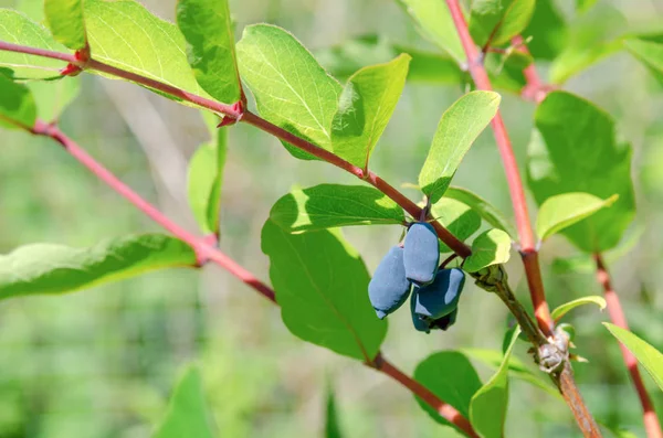 stock image honeysuckle berries Bush bunch