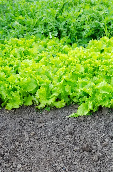 Folhas de salada de plantas arugula — Fotografia de Stock