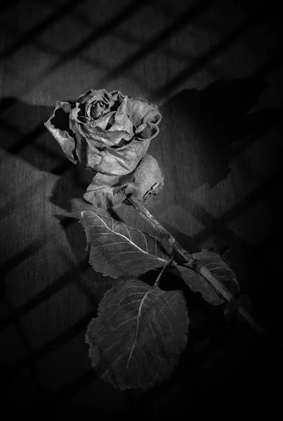 Rose de deuil noir et blanc — Photo