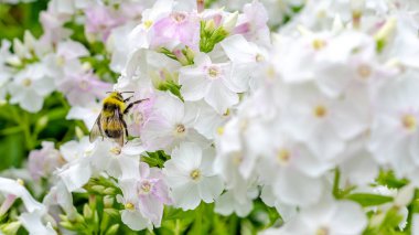 mor Phlox içinde arı