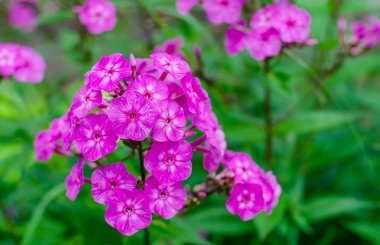 Phlox mor tek bahçe