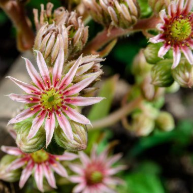 Sempervivum tectorum açık pembe
