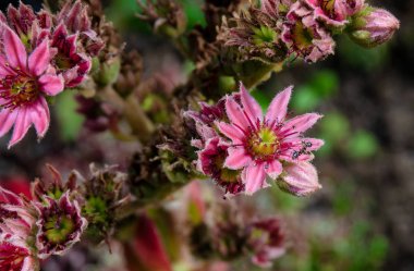 Sempervivum tectorum pembe çok