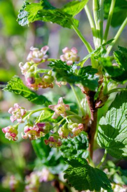 Kuş üzümü çiçekleri yakın çekim