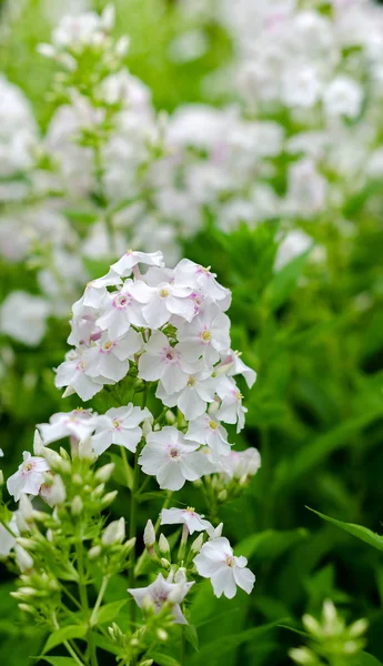 Белый сад Флокс — стоковое фото