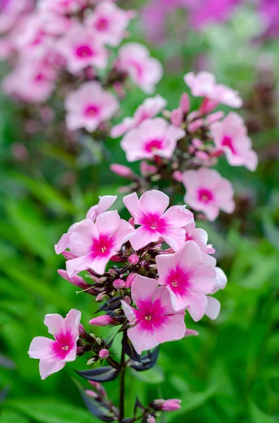 Один розовый цветок Флокс — стоковое фото