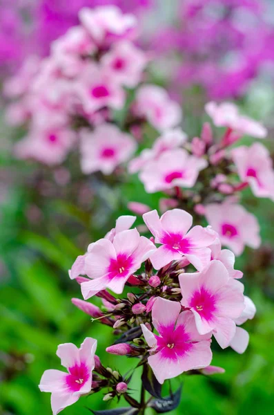 Single pink Phlox close-up — Stock Photo, Image