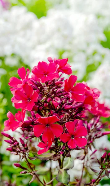 Flor Phlox roxo único — Fotografia de Stock