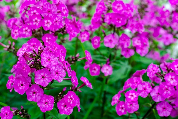 Много фиолетовых цветков флокса — стоковое фото