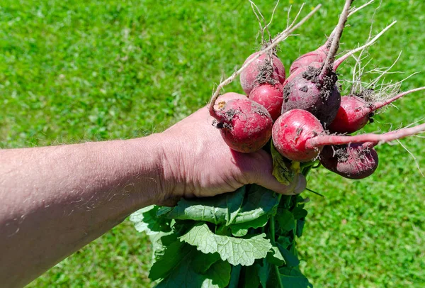 Rettich rot weiße Sonne — Stockfoto