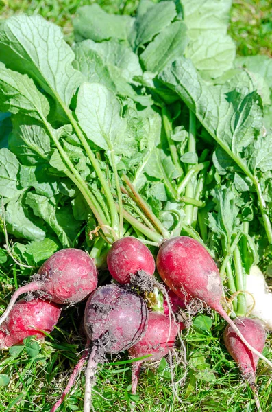 Rettich rote weiße Erde — Stockfoto