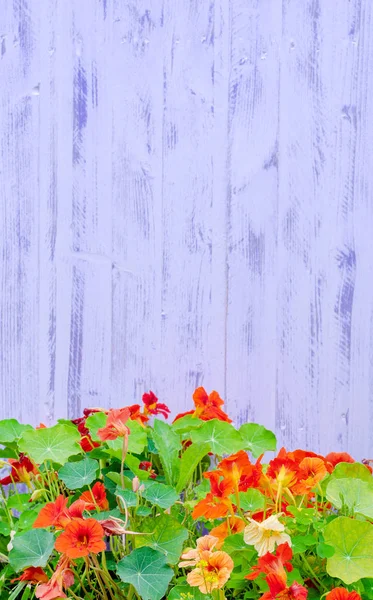 nasturtium purple fence background