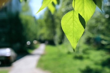 Taze yeşil yaprakları ve açık mavi gökyüzü ağaçlarının
