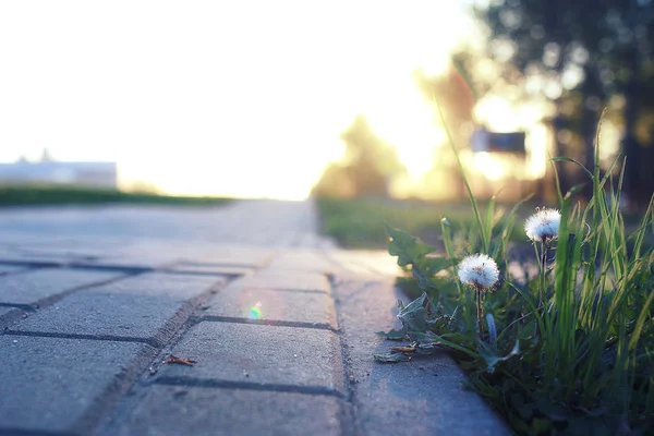 Flori mici care cresc prin piatra de pavaj la apusul soarelui — Fotografie, imagine de stoc